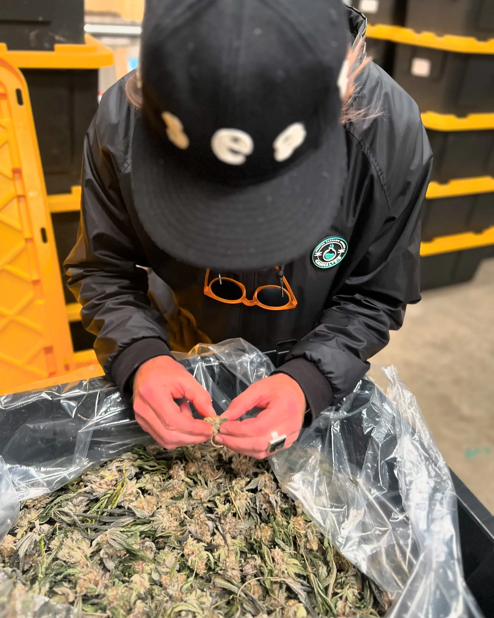 Follow Your Nose: Why Terpenes Are Everything — Alive & Well Cannabis Blog