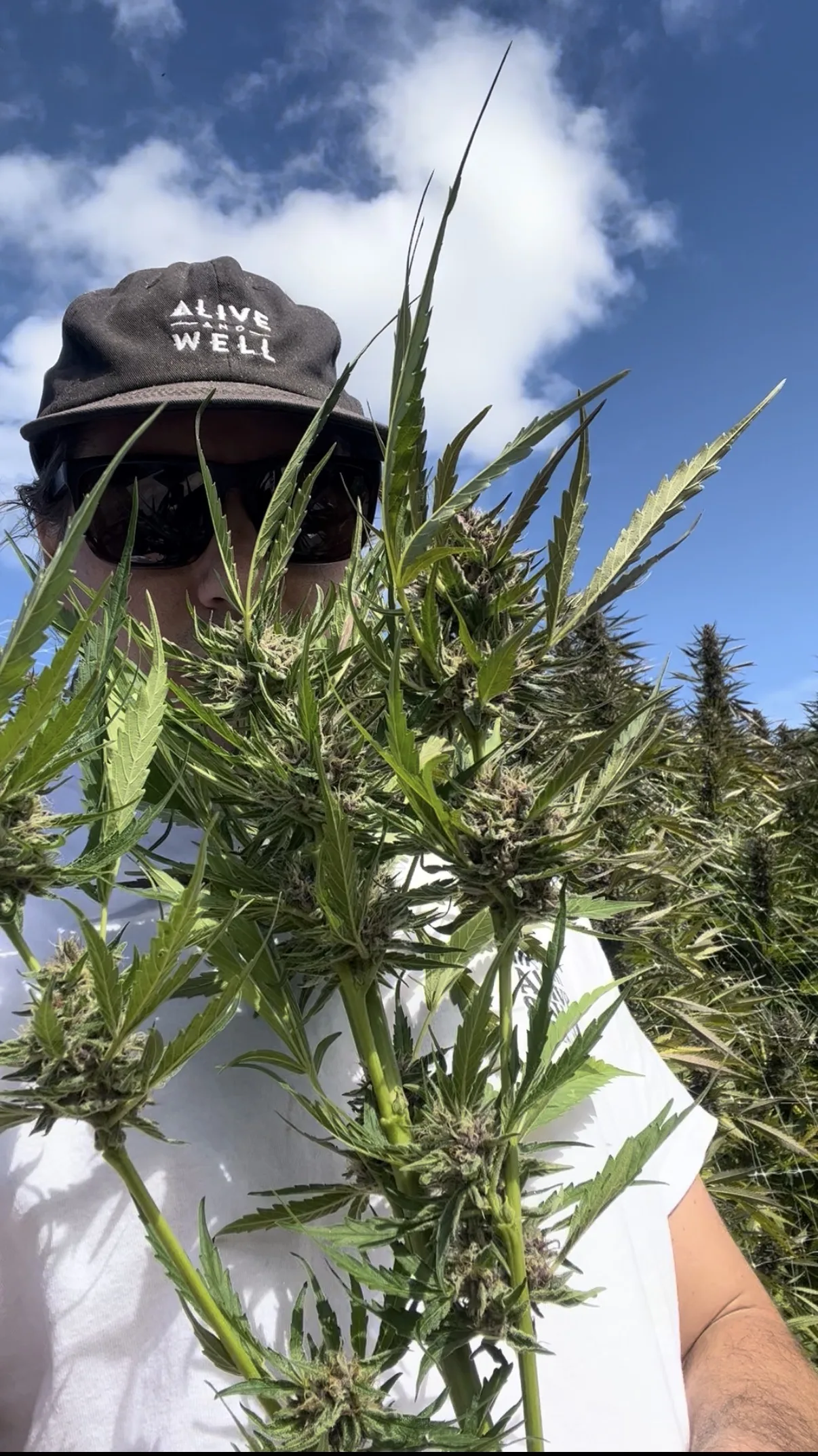 Rogue Valley: Why Southern Oregon Grows the Best Cannabis on Earth — Alive & Well Cannabis Blog